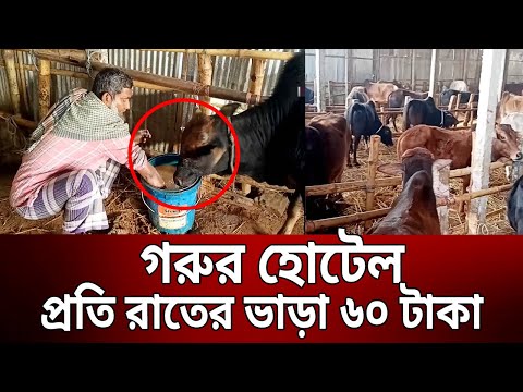 গরুর আবাসিক হোটেল; প্রতি রাতের ভাড়া ৬০ টাকা | Cow Hotel | Bangla News | Mytv News