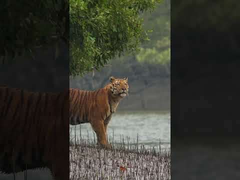 The beauty of Bangladesh! #bangladesh #sundarban #coxsbazar #nilgiris #travel