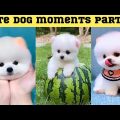 Cute dog moments Compilation Part 62| Funny dog videos in Bengali