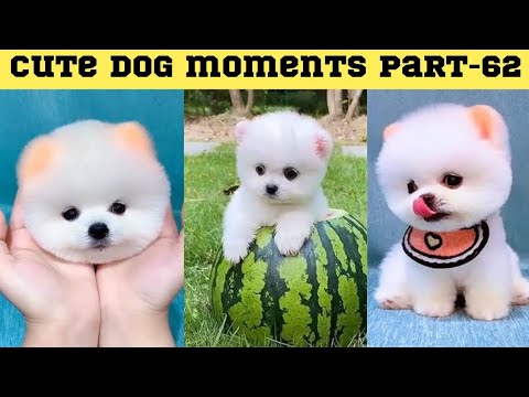 Cute dog moments Compilation Part 62| Funny dog videos in Bengali