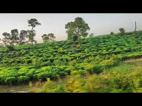 #sylhet_cha_bagan.Bangladesh #travel