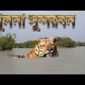 খুলনা সুন্দরবন ভ্রমণ sundarban travel at khulna in   Bangladesh