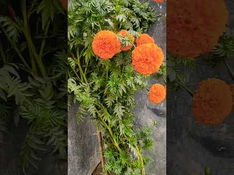 Flowers Love #travel #bangladesh #flowers