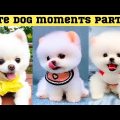 Cute dog moments Compilation Part 65| Funny dog videos in Bengali
