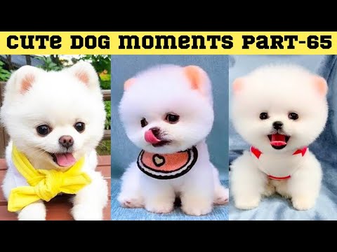 Cute dog moments Compilation Part 65| Funny dog videos in Bengali