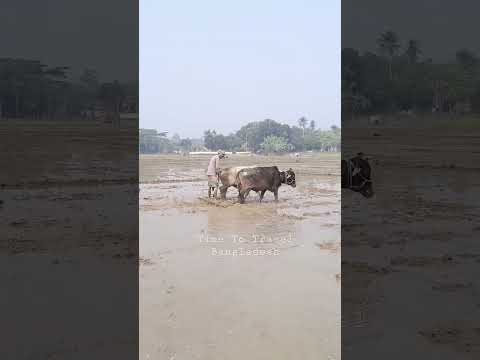 Rakhal Chele | Time To Travel Bangladesh #shorts #time2travelbd