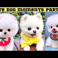 Cute dog moments Compilation Part 66| Funny dog videos in Bengali