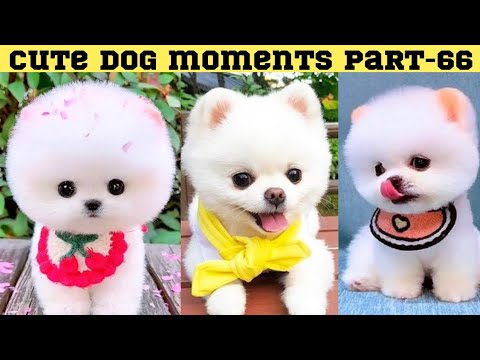 Cute dog moments Compilation Part 66| Funny dog videos in Bengali