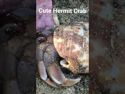 Cute Hermit Crab in Southern Bangladesh #ocean #nature #crabs #travel #bangladesh #marinelife