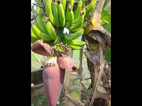 GREEN FIELD IN VILLEGE BANGLADESH(bangla song)