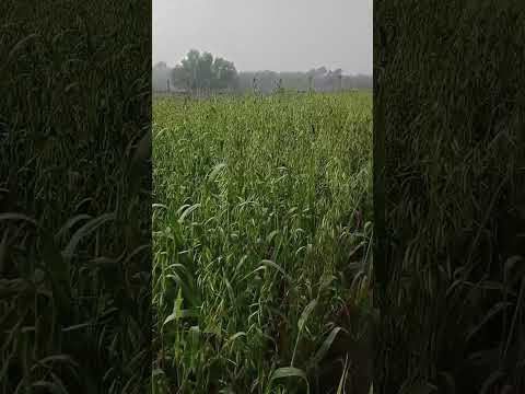 amar sonar Bangladesh #viralshort#viraltiktok#song#shorts#amarsonarbangla#bangladesh#vajitable #bd