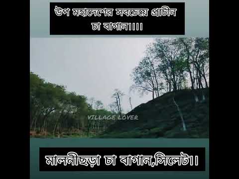 #tea #garden #travel #vlog #favorite #subscribe #bangladesh #love #nature #hills #stone #nice #viral