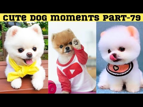 Cute dog moments Compilation Part 79| Funny dog videos in Bengali