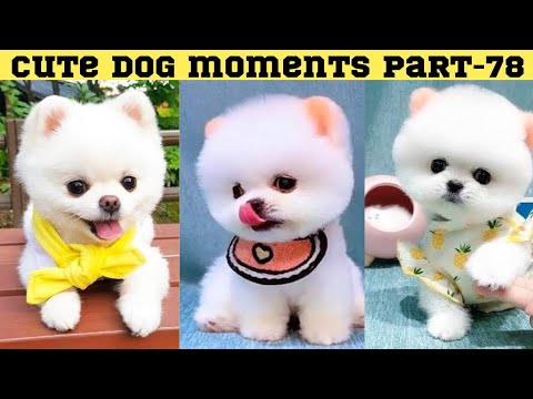 Cute dog moments Compilation Part 78| Funny dog videos in Bengali