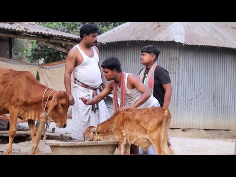 গরু ফেরত দেয়ার জন্য পয়সার গাচ্চা (new comedy video)