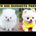 Cute dog moments Compilation Part 86| Funny dog videos in Bengali