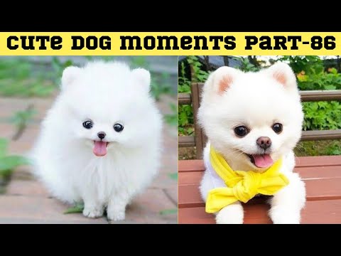 Cute dog moments Compilation Part 86| Funny dog videos in Bengali