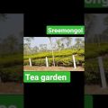Beautiful Tea garden in #sreemongol #bangladesh #travel #teagarden #shorts #green #jungle #mountains