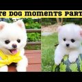 Cute dog moments Compilation Part 84| Funny dog videos in Bengali