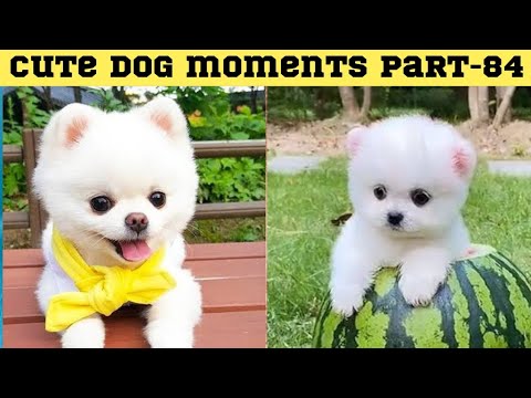 Cute dog moments Compilation Part 84| Funny dog videos in Bengali