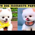 Cute dog moments Compilation Part 88| Funny dog videos in Bengali