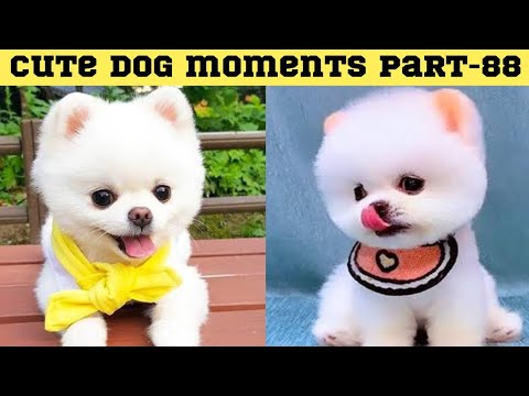 Cute dog moments Compilation Part 88| Funny dog videos in Bengali