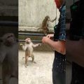 বানর। Monkey। #travel #bangladesh #monkey