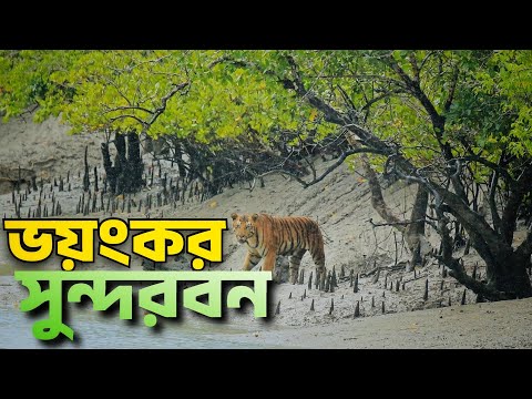 সুন্দরবন ভ্রমণের সবকিছু এক ভিডিওতে 🇧🇩 World's Largest Mangrove Forest | Sundarban Relax Trip 2023