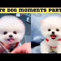 Cute dog moments Compilation Part 91| Funny dog videos in Bengali