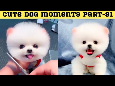 Cute dog moments Compilation Part 91| Funny dog videos in Bengali