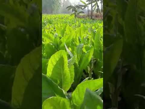 Tobacco cultivation ( তামাক চাষ ) #mollamonir #food #livenglobal #travel #bangladesh