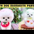 Cute dog moments Compilation Part 93| Funny dog videos in Bengali
