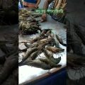 দেখুন রমজান মাসে গলদা চিংড়ির ডাকে দাম কেমন #fish #travel #bangladesh#fishmarket