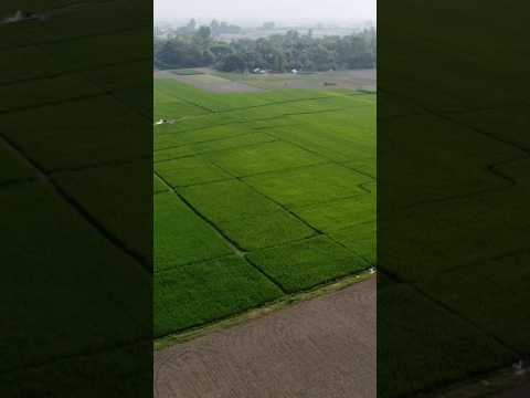 natural view #travel #bangladesh #travelvlog #nature #natural