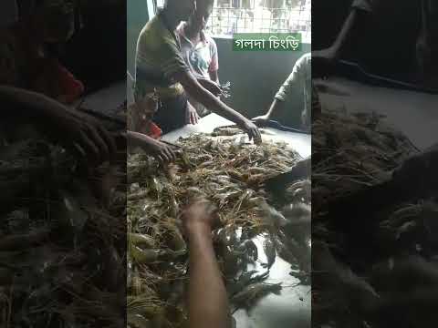 গলদার বাজার #travel #bangladesh #fishing #subscribe #fishmarket #fish #sundarban #অসাধারন