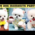 Cute dog moments Compilation Part 105| Funny dog videos in Bengali