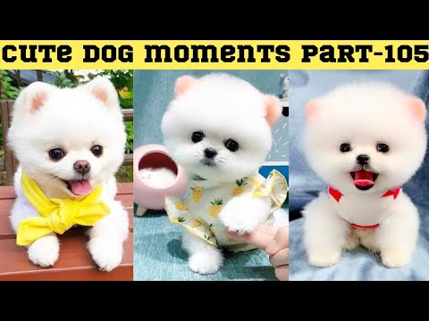 Cute dog moments Compilation Part 105| Funny dog videos in Bengali