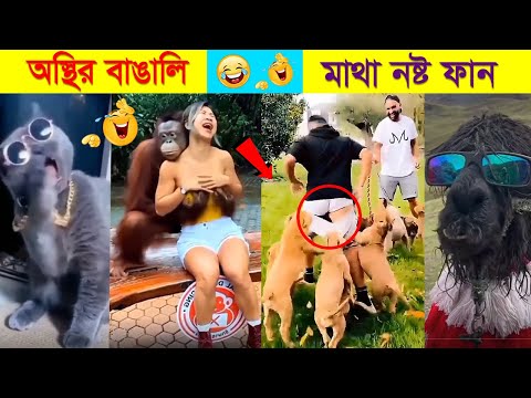 অস্থির বাঙালি part:8 | Funniest Animals | Funny Moments Cought On Camera | Bangla Funny Video