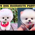 Cute dog moments Compilation Part 107| Funny dog videos in Bengali