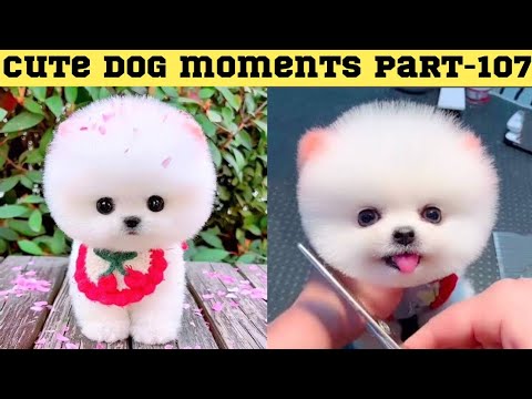 Cute dog moments Compilation Part 107| Funny dog videos in Bengali