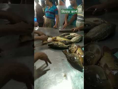 রমজান মাসেও মিনার কার্প মাছের দাম আগুন দেখুন #travel #bangladesh #fishmarket #subscribe