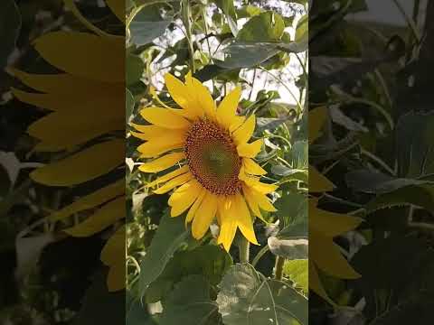 Dancing Sunflower #travel #bangladesh #tour #bd #village #viral #villagelife #subscribe #banglavlog