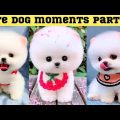 Cute dog moments Compilation Part 113| Funny dog videos in Bengali