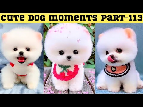 Cute dog moments Compilation Part 113| Funny dog videos in Bengali