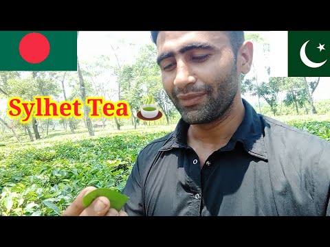 My first travel in sylhet Bangladesh main nay pheli bar Tea  dikhi hay sylhet main