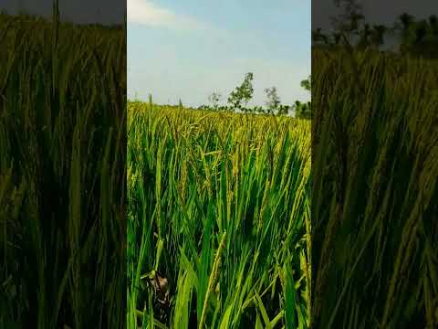 Village Natural View #travel #bangladesh #village