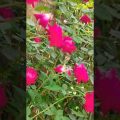 Beautiful Flowers Rose। #travel #Bangladesh #roses #village