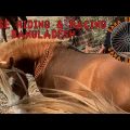 Horse Riding and Racing in Bangladesh 🇧🇩! #travel #bangladesh #horse #viral