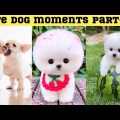 Cute dog moments Compilation Part 135| Funny dog videos in Bengali