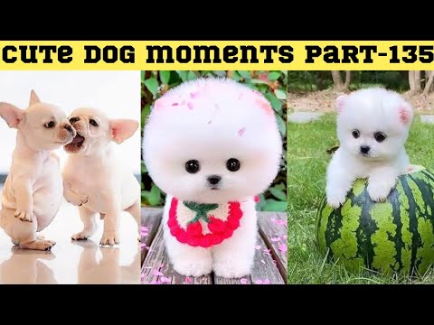 Cute dog moments Compilation Part 135| Funny dog videos in Bengali